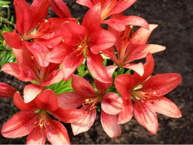 «الزراعة» تحذر من نباتات الزينة السامة