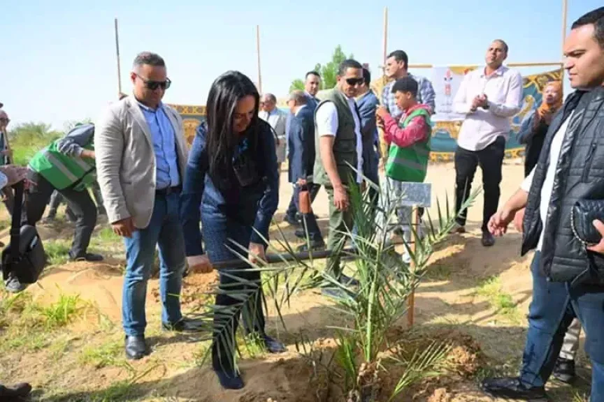 كشف جديد حول النخيل في الوادي الجديد وعمليات التلقيح