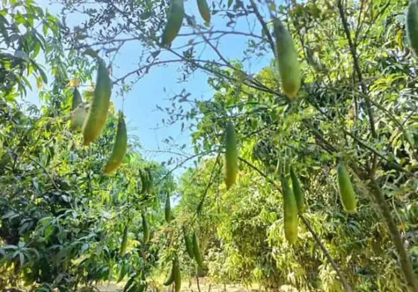 ليمون الكافيار يفتح أبواب الربح للمزارعين