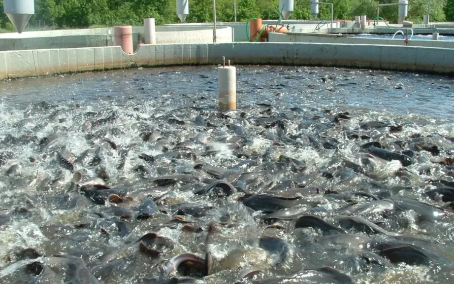 الاستزراع السمكي يواجه تحديات الشتاء بحلول مبتكرة