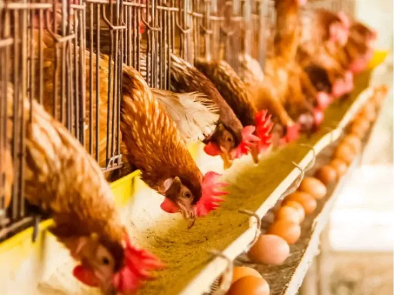 صناعة الدواجن في مصر تواجه أزمة غير مسبوقة