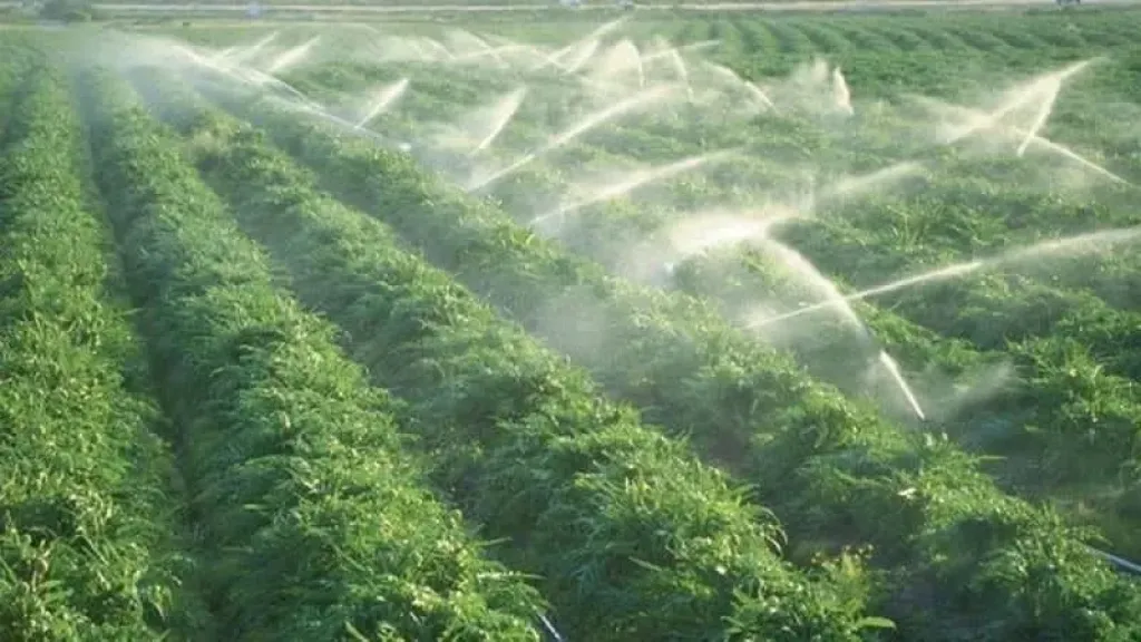 توسيع الزراعة التعاقدية لتعزيز المحاصيل الاستراتيجية