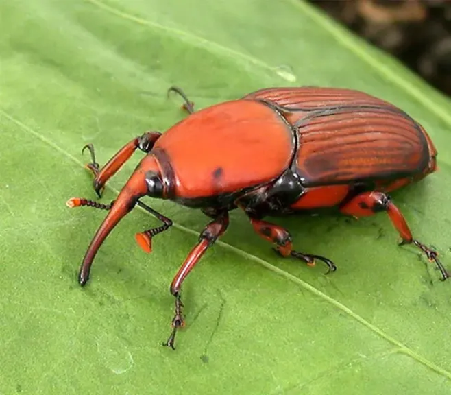 سوسة النخيل الحمراء: خطر صامت يهدد ثروة التمور