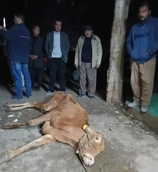 الطب البيطري في منوف يحبط جريمة ذبح مواشي مريضة