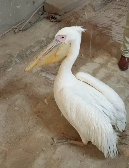 مخالفات خطيرة داخل أسواق الأسماك الساحلية.. تفاصيل