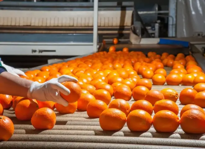 أكبر 10 دول تستورد الفاكهة المصرية خلال أول 8 أشهر من 2025