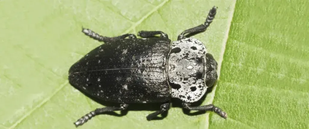 آفة الجرب الأسود تهدد بساتين بلغاريا بخسائر واسعة