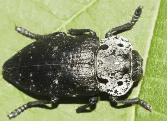 آفة الجرب الأسود تهدد بساتين بلغاريا بخسائر واسعة