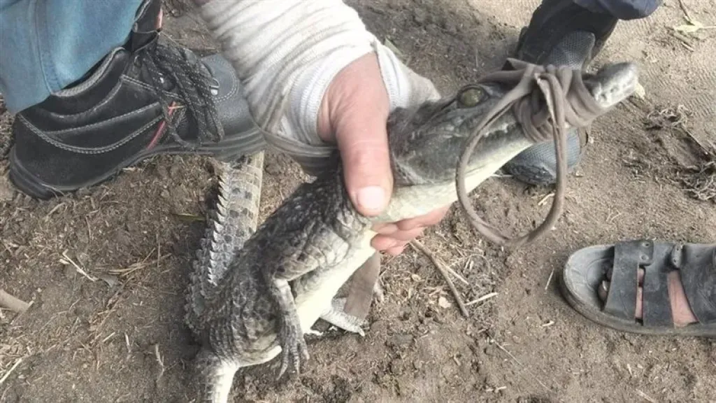 شبكة الوحش بـ3 طبقات.. كيف اصطاد أهالى الشرقية تمساح قرية الزوامل؟