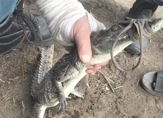 شبكة الوحش بـ3 طبقات.. كيف اصطاد أهالى الشرقية تمساح قرية الزوامل؟