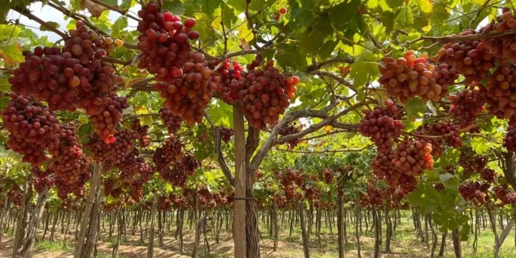 العنب المصري يحقق طفرة في الصادرات الزراعية لعام 2025