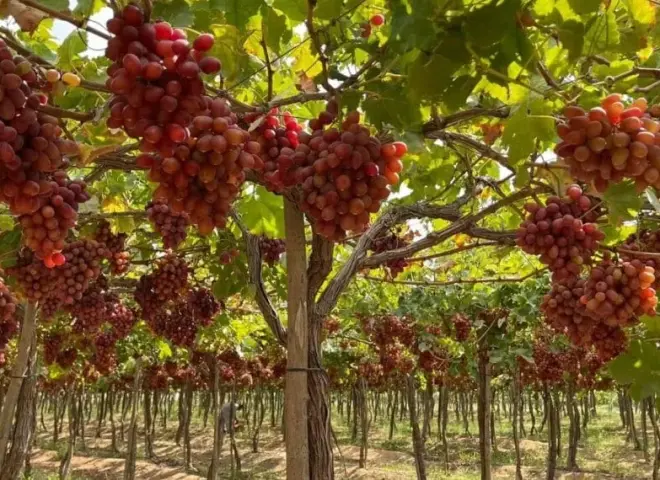 العنب المصري يحقق طفرة في الصادرات الزراعية لعام 2025