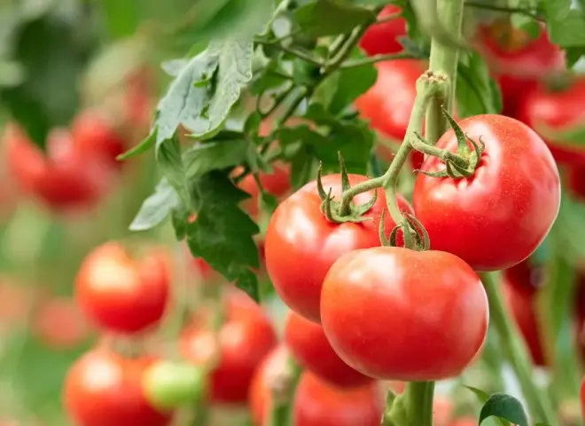 زراعة الطماطم في الأقصر تصنع اقتصادًا وتنعش السياحة