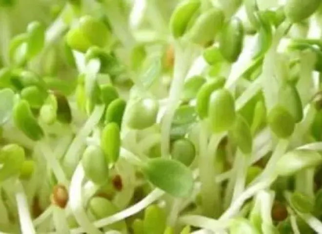 فوائد الحلبة المنبتة لتعزيز الصحة الشاملة