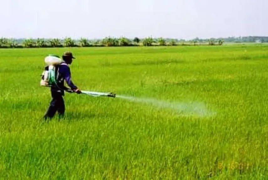 مكافحة الحشائش في القمح.. استراتيجية علمية لحماية المحصول وزيادة الإنتاج