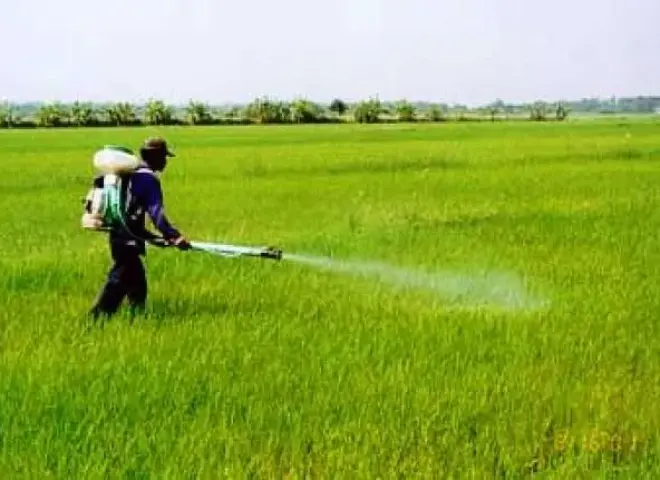 مكافحة الحشائش في القمح.. استراتيجية علمية لحماية المحصول وزيادة الإنتاج