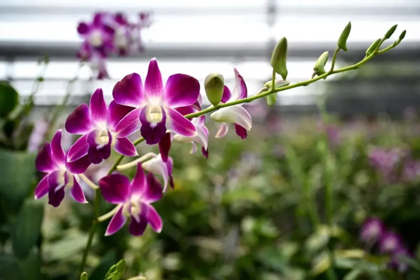 زراعة الأوركيد في مصر بين الجمال والعائد الاقتصادي