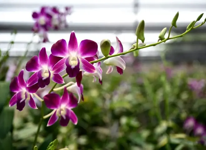 زراعة الأوركيد في مصر بين الجمال والعائد الاقتصادي