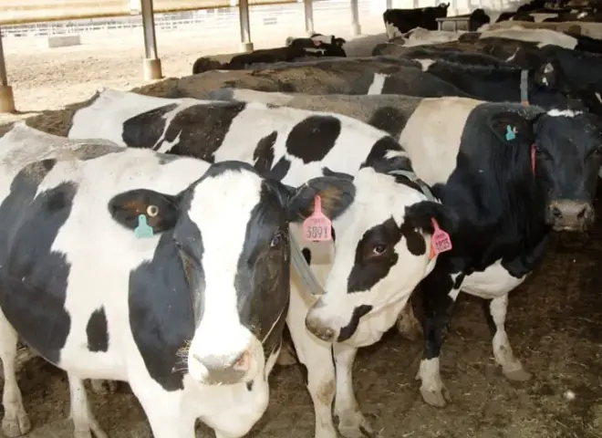 أسعار الألبان في مصر تنخفض شتاءً وتريح المستهلكين