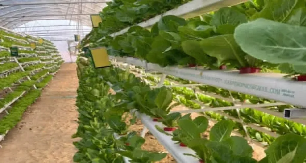 الزراعة العضوية في بني سويف بوابة الاقتصاد الأخضر