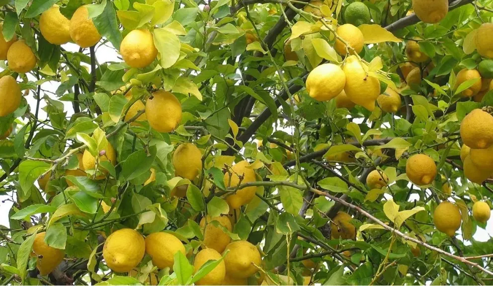 أسعار الليمون تشعل الأسواق وتحذيرات من زيادات جديدة