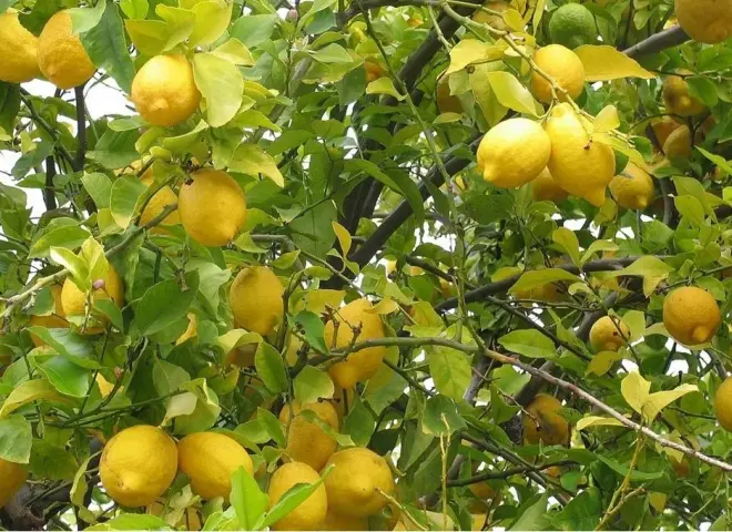 أسعار الليمون تشعل الأسواق وتحذيرات من زيادات جديدة