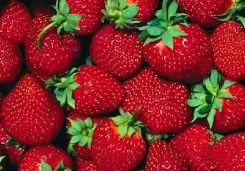 الأسباب الحقيقية وراء نقص الفراولة عالية الجودة في السوق