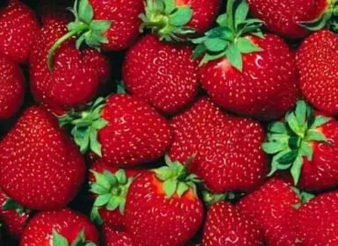 الأسباب الحقيقية وراء نقص الفراولة عالية الجودة في السوق