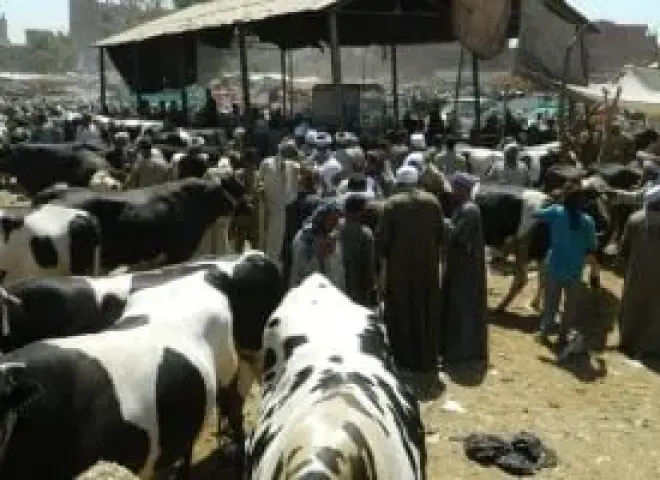 نفوق الماشية بالمنوفية يربك الشارع والزراعة تكشف الحقيقة