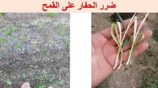 أضرار حشرة الحفار على محصولي القمح والبصل وطرق مكافحتها