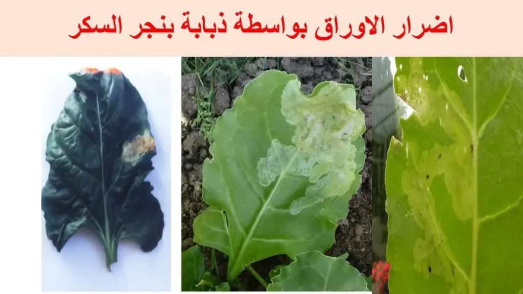 أضرار ذبابة بنجر السكر وطرق مكافحتها