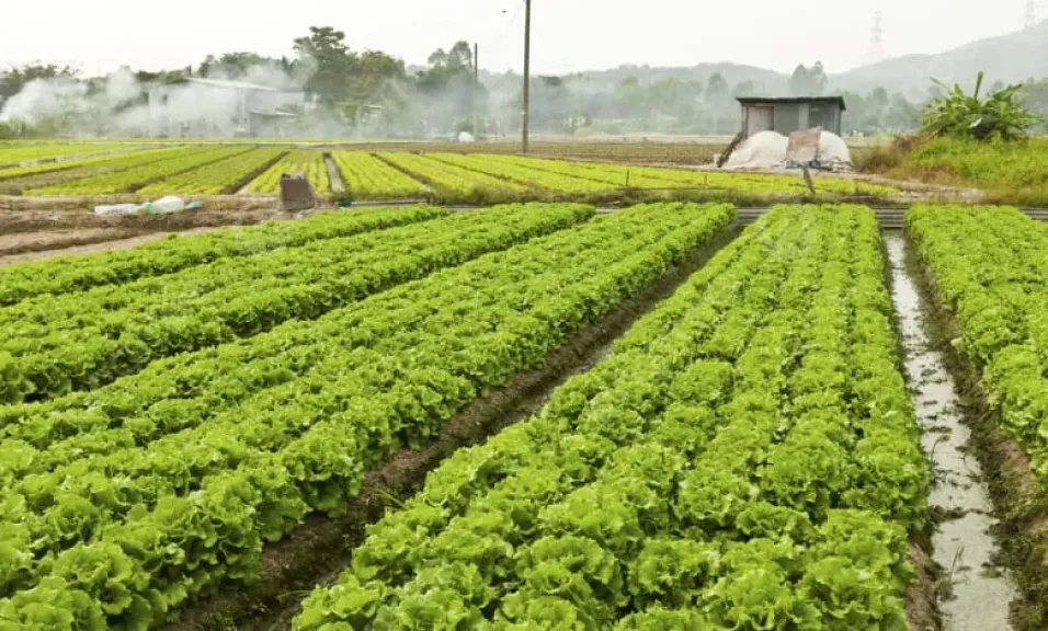 القيمة الإيجارية لأراضي الأوقاف خارج دائرة ارتفاع الأسعار