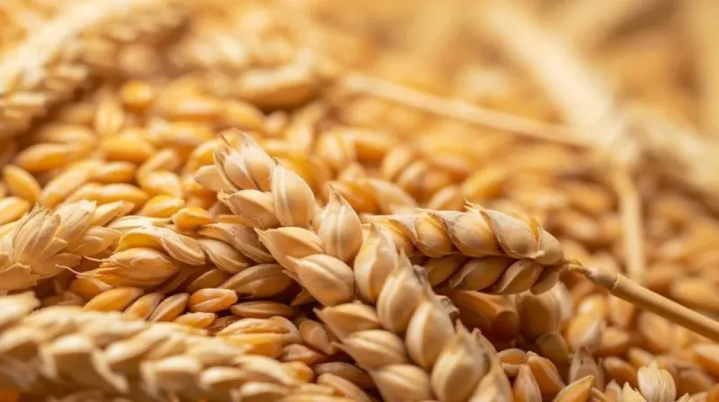 الاحتياطي الاستراتيجي للحبوب في المغرب يثير تحذيرات مجلس المنافسة