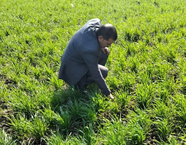 خطط عاجلة لضمان زيادة إنتاج القمح بسوهاج