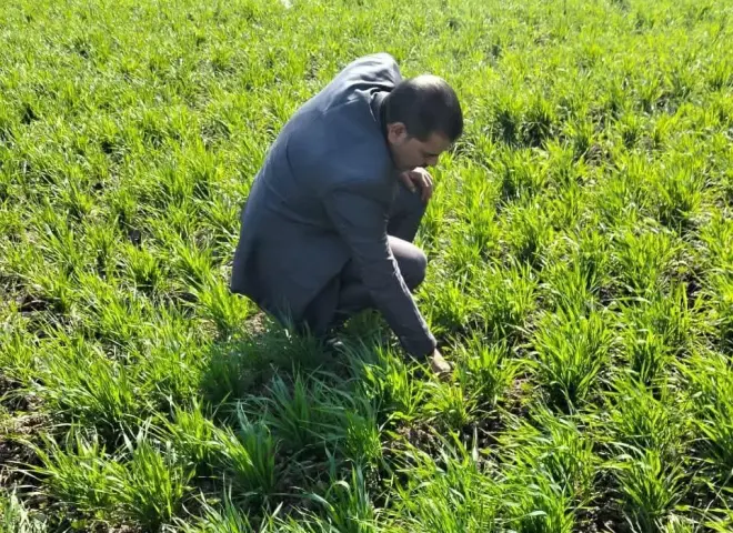 خطط عاجلة لضمان زيادة إنتاج القمح بسوهاج