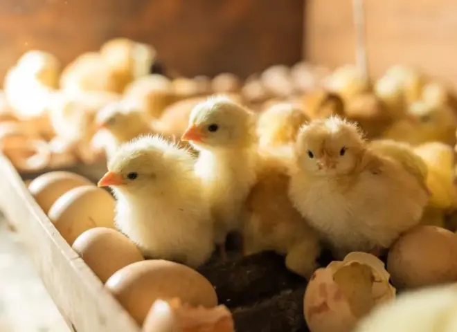 انخفاض أسعار الكتاكيت في المزارع والشركات اليوم الثلاثاء 16 - 12 - 2025