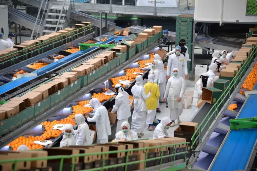 الصادرات الزراعية المصرية تفتح أسواقًا دولية جديدة