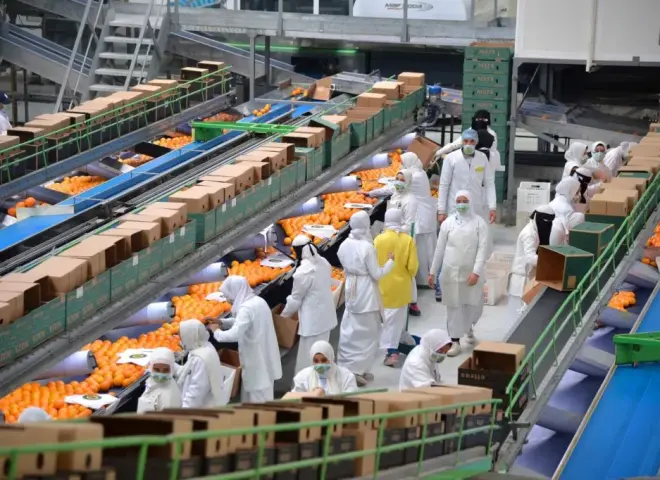 الصادرات الزراعية المصرية تفتح أسواقًا دولية جديدة