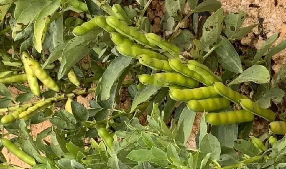 استقرار الأحوال الجوية يرفع جودة المحاصيل الشتوية