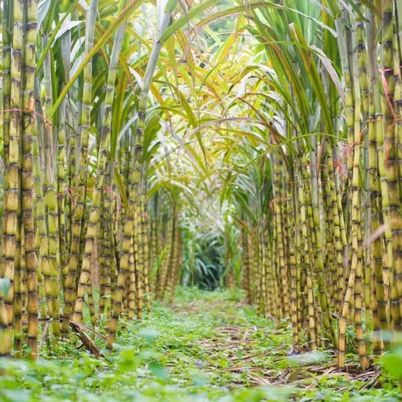 مخلفات قصب السكر كنز اقتصادي ينتظر الاستثمار