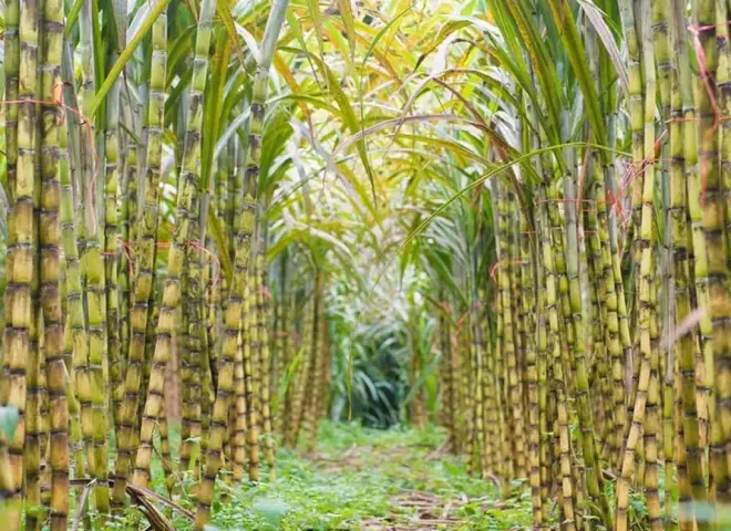 مخلفات قصب السكر كنز اقتصادي ينتظر الاستثمار