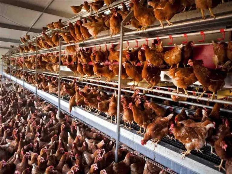 إعادة تدوير مخلفات الدواجن يخفض تكاليف الإنتاج الزراعي