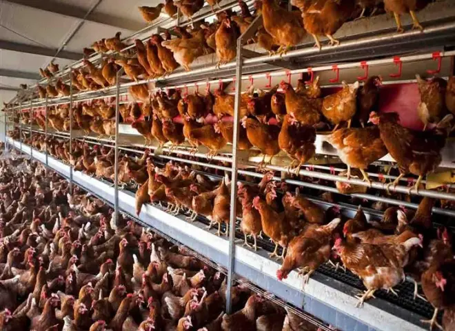 إعادة تدوير مخلفات الدواجن يخفض تكاليف الإنتاج الزراعي