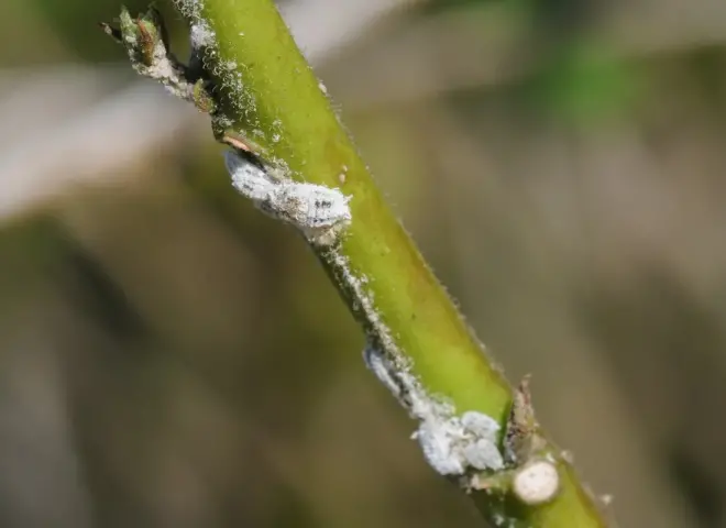 آفة جديدة لحشرات القطن تظهر في حقول فالنسيا الإسبانية
