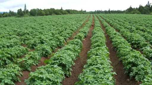 التغيرات المناخية والزراعة الشتوية تفرض قرارات حاسمة للمحاصيل