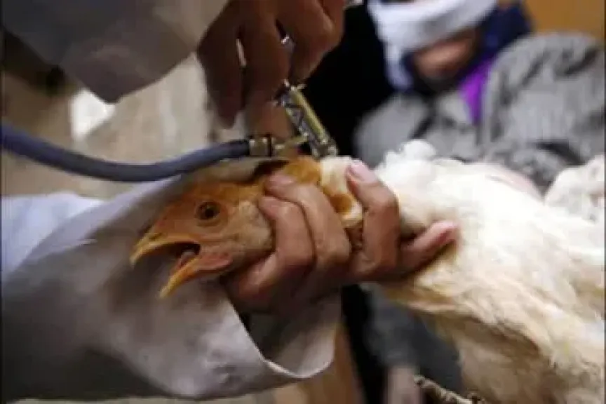 إجراءات عاجلة لمكافحة أنفلونزا الطيور بالمزارع