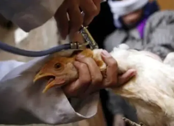 إجراءات عاجلة لمكافحة أنفلونزا الطيور بالمزارع