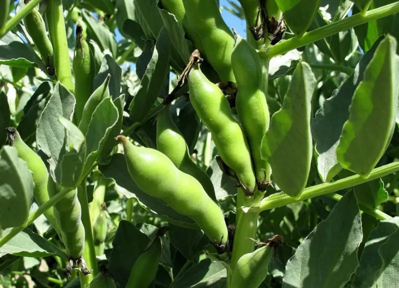 البرنامج التسميدي لزيادة التزهير والعقد في محصول الفول البلدي