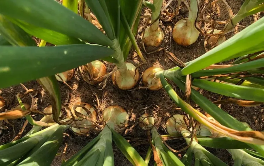 البحوث الزراعية يكشف الأسس العلمية لإنتاج أبصال كبيرة الحجم وعالية الجودة