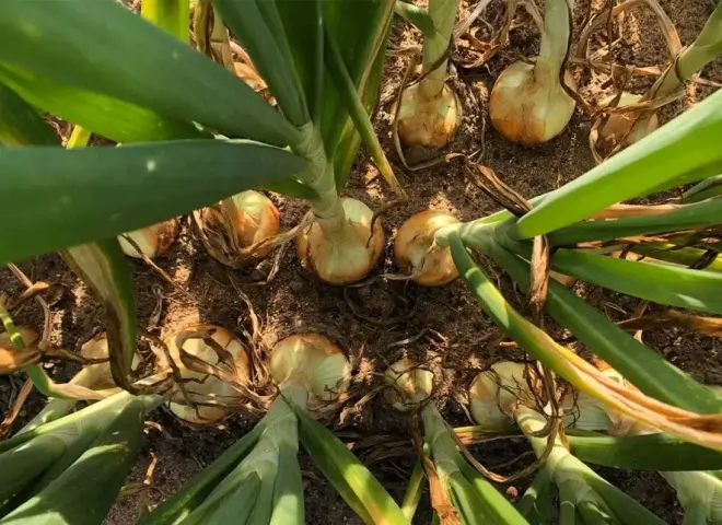 البحوث الزراعية يكشف الأسس العلمية لإنتاج أبصال كبيرة الحجم وعالية الجودة